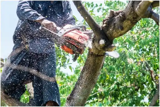 tree services Chelsea